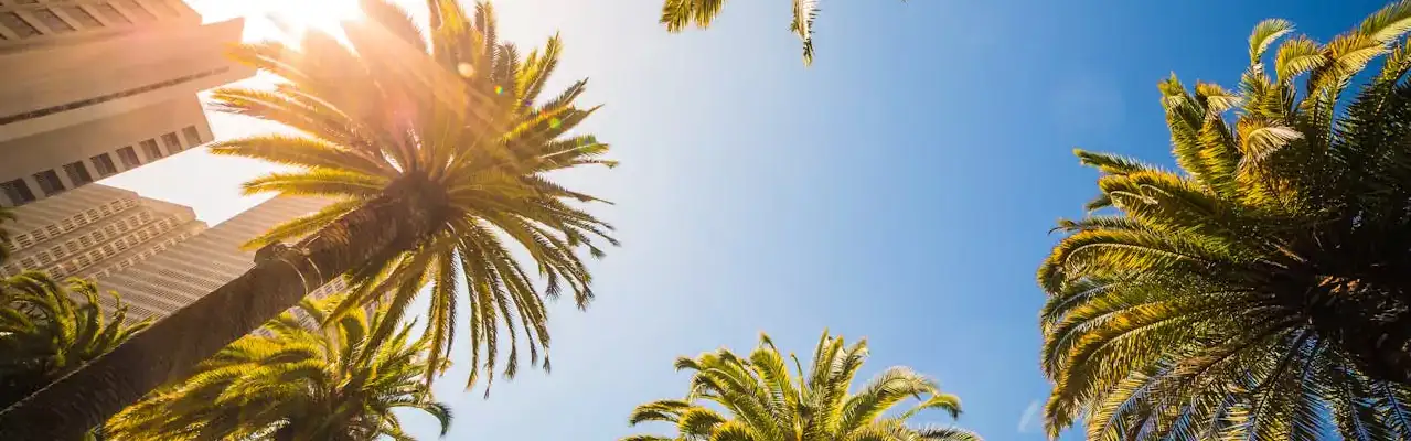 Palm Tress Comp